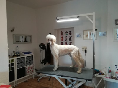 69546949_1739036096240074_385884068308320256_n